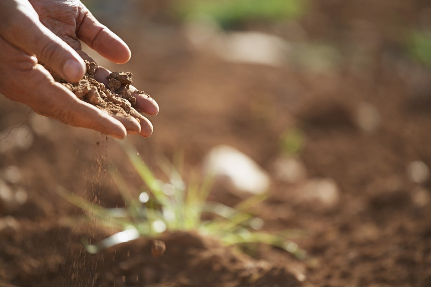 best-soil-to-use-for-flowering-plants